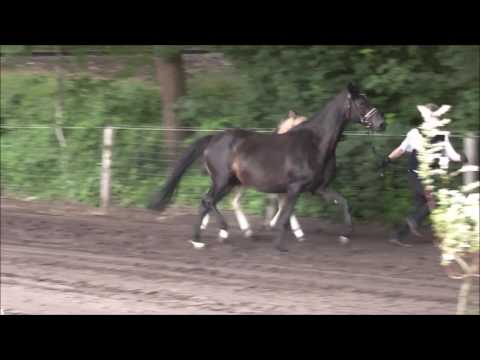 "PAV Sonnenschein" DR St. v. Del Sol - Nemax - Folklore