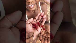 Trombidiidae- red velvet mites, true velvet mites- rain bugs, are  arachnids eight-legged arthropods