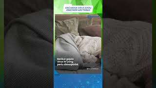 Waspadai Ancaman Virus Subvarian Baru Omicron Arcturus Muncul di Indonesia Pasca Lebaran