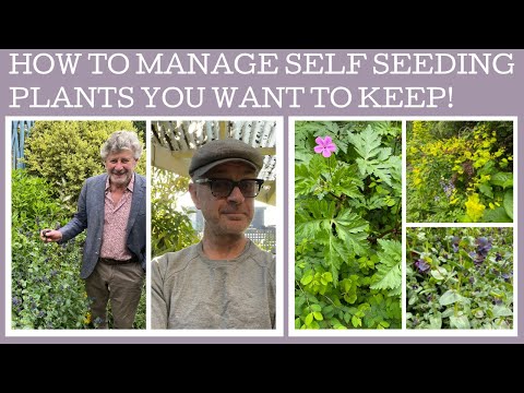 How to manage annual self seeding plants in your garden: keep your eye on them!