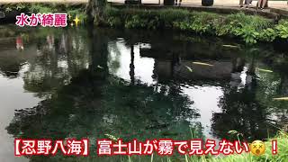 【忍野八海】富士山が霧で見えない😵！