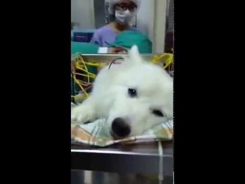 《Rainie小雨》Rainie was having her acupuncture treatment 「急徴替代中途或天使領養人」