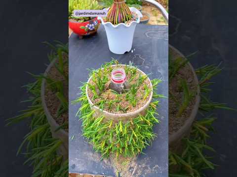 Follow these tips to grow eleven hours #elevenhours #plant #garden #gardeningtips #gardening