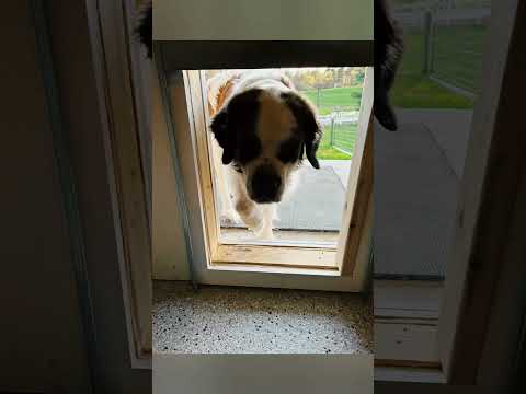 Cypress Pines Dog Retreat