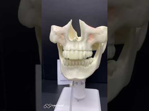 MANEQUIM COM TODOS OS DENTES - cód. 4100T