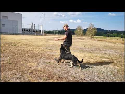 Zizzie obedience training 220812