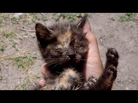 Blind And Lonely Kitten From The Streets Gets A Chance To ...