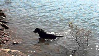 preview picture of video 'Havanese and Black Labrador swimming out to sea'