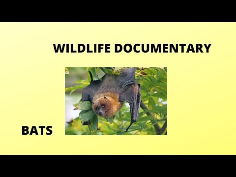 BATS short WILDLIFE film documentary  PIPISTRELLE BATS