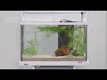 Видео о товаре Tetra SafeStart, бактериальная культура для запуска аквариума / Tetra (Германия)