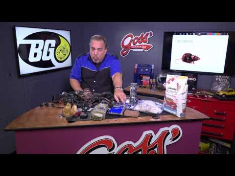 Lesson 18   Rodents!