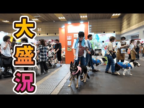 シェットランド・シェパード