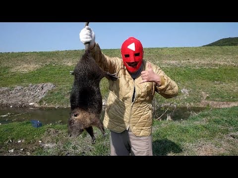 , title : '[우마] 괴물쥐, 뉴트리아 사냥, 뉴트리아 요리(Nutria(Coypu) Hunting in Korea)'