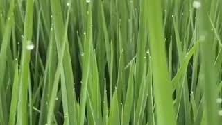 Download lagu Status Whatsapp pagi hari mp3 Download lagu Status Whatsapp pagi hari mp3