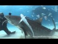 Tiger Sharks of Tiger Beach 