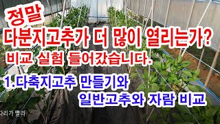 정말 다분지 고추가 더 많이 열리는가? 실험에 들어갔습니다. 1. 다축지고추 만들기와 일반고추와의 자람 특성…