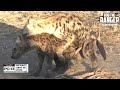 The Other Hyena Den #5 | Hierarchical Play