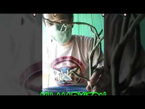 MEMPERBANYAK TANAMAN HIAS KRUPUK KRUPUKAN /KEBO KEBOAN MEDIA AIR.