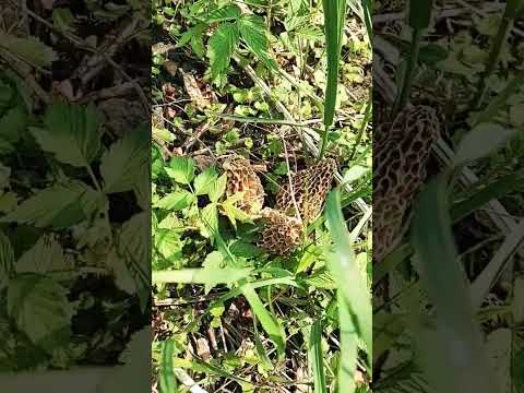 morel mushroom hunting northern Michigan 🔥🍄❤️ #mushroom #morel