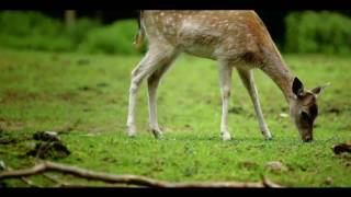 David Crosby   Guinnevere Alternate Mix Audio Flac