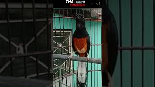 Download lagu TERCEPAT!!! Pancingan Murai Batu untuk Macet Bunyi Mental Down, Stres , Kalah sama yang tua mp3