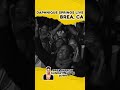 Brea, CA | Daphnique Springs Live | Sun. Aug 18th | 7pm | Tickets On Sale: iamdsprings.com #brea