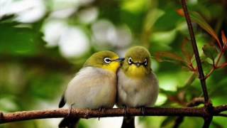 Manu Chao - Si me das a elegir  (Me quedo Contigo)