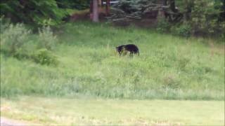 [問卦] 動物園裡的浣熊一直來回走，代表什麼？