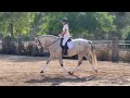 PRE HONGRE 4 ANS 1,68 M DRESSAGE CLASSIQUE 1er &