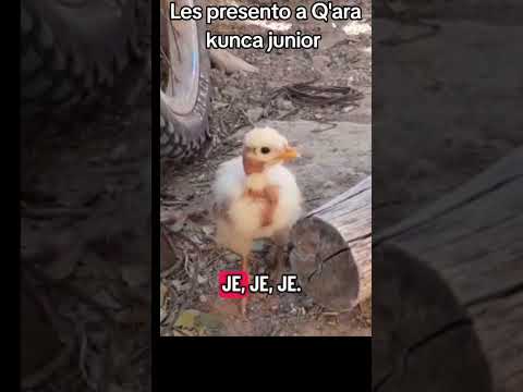 Los pollos que saco el.Q'ara kunca aquí en #curahuara_de_carangas #Oruro #Bolivia