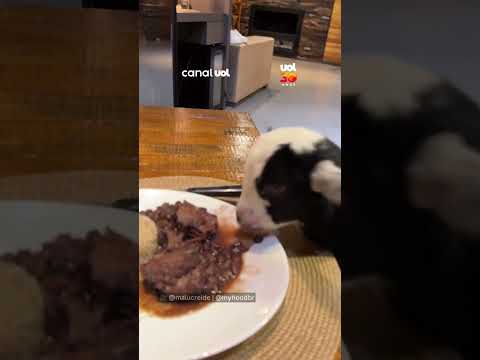 Cabritinho decide participar do almoço e surpreende tutora “