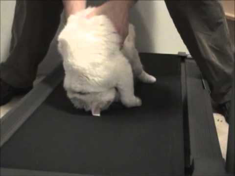 Lazy Cat on a Treadmill - Director's Cut