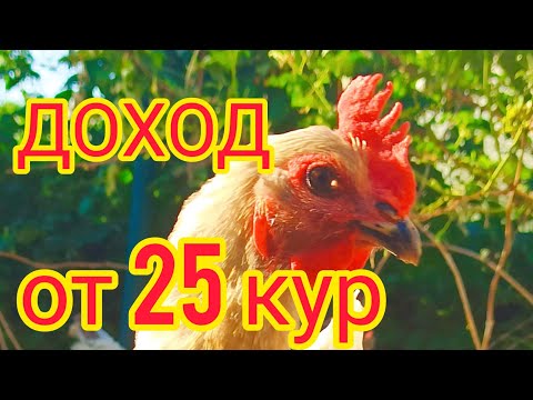 , title : 'Доход от 25 кур-несушек. Сколько яиц несут 25 кур? 🐔'