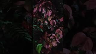 Download lagu 🍁🍁ஆயிரம் தாமரை 🍁🍁🍁மொட்டுக்களே🌹🌹🌹🌺🌺 mp3 Download lagu 🍁🍁ஆயிரம் தாமரை 🍁🍁🍁மொட்டுக்களே🌹🌹🌹🌺🌺 mp3