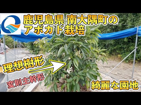 アボカドの木を地中で維持するにはどうすればよいですか?たくさんの実を収穫するための上手なお手入れの秘訣！  庭園