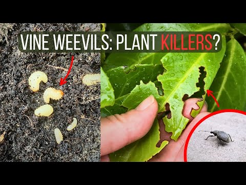 How To Identify And Control Vine Weevils: Stop Them Destroying Your Garden Plants