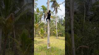 Download lagu Climbing a coconut tree with godly skills #viral #trending #like #art #video #tutorial #shortsvid... mp3