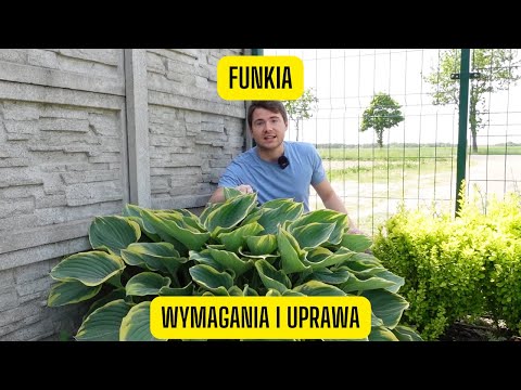 Funkia – jak uprawiać hostę w cieniu (Piękna bylina o niezwykłych liściach)
