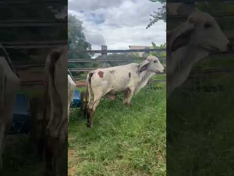 Mostrando esses gados na zona rural de Cabo Verde-MG!!#minasgeraisbrasil #vidanaroça #fazenda