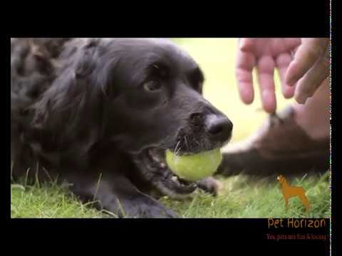 Dog play with ball | dog running in water | Funny dog | Pets Horizon