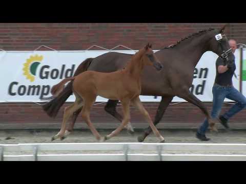 Stf v Vivino x Don Romantic x De Niro 2020