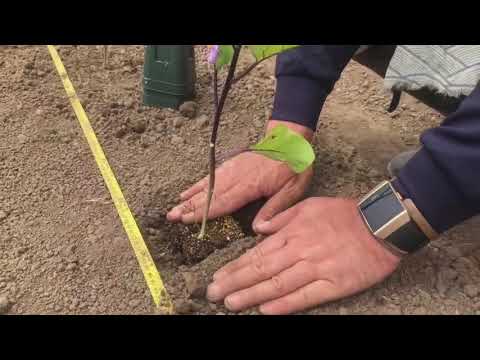 【福井県立大学】創造農学科「MyFarmで野菜づくり 03.植えつけ」