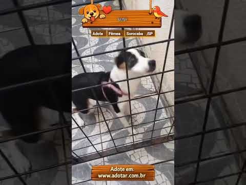 Vídeo de susi