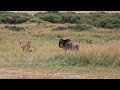 Lioness Pretending To Not Be Interested In Wildebeest