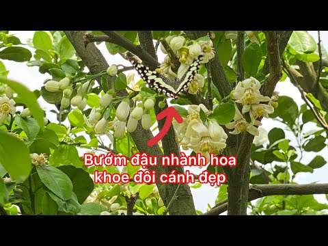Muốn lấy hai lứa hoa trên cùng 1 cây phải làm như vườn này