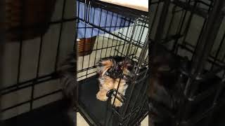 Morkie Puppies Videos