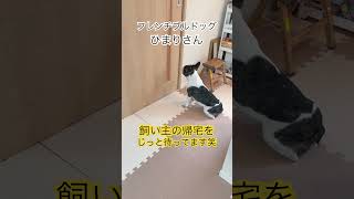 フレブルの忠犬姿が可愛いすぎる😆 #shorts