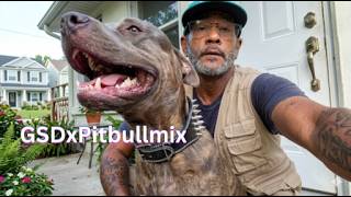 5 German Shepherd × Pitbull Mix Types — Colors, Ears, Height & Weight (3-Min Guide)