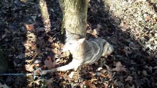 Coyote trapping with David Williams