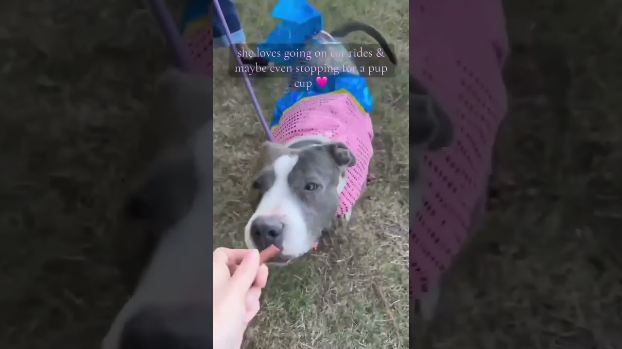 Laurel, a Adoptable mixed breed in Bartlett, TN video 6/6